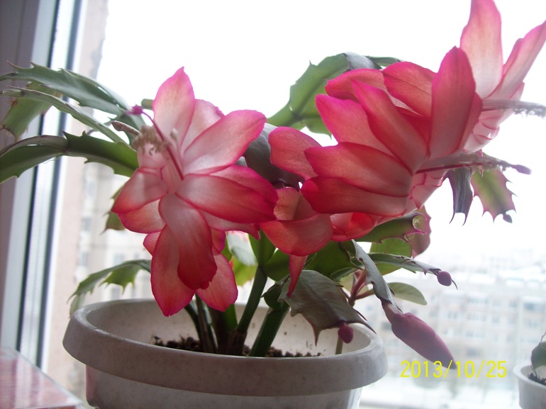 Покажу красотку