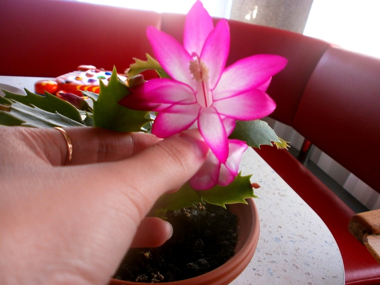 Декабрь уж наступил...