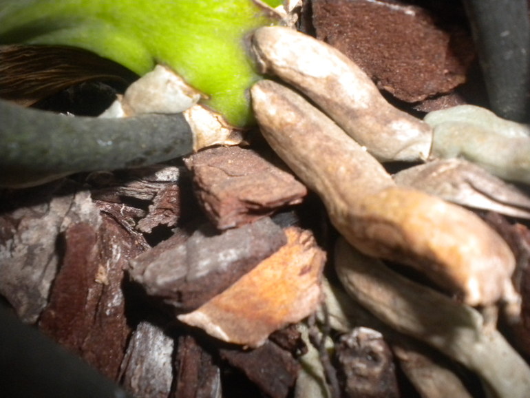 проблема с корнями