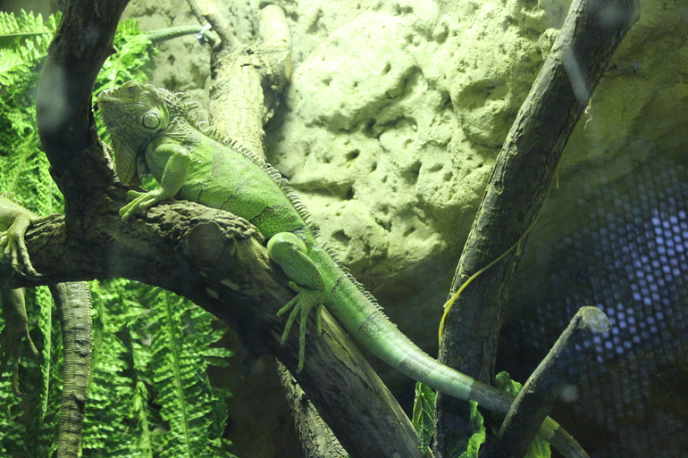 Осенний зоопарк!