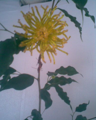 5 лет спустя... решила выставить)) ностальжи..