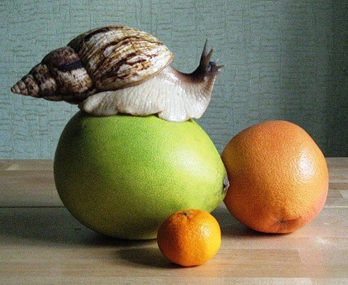 Лепись поделка! большая и маленькая))