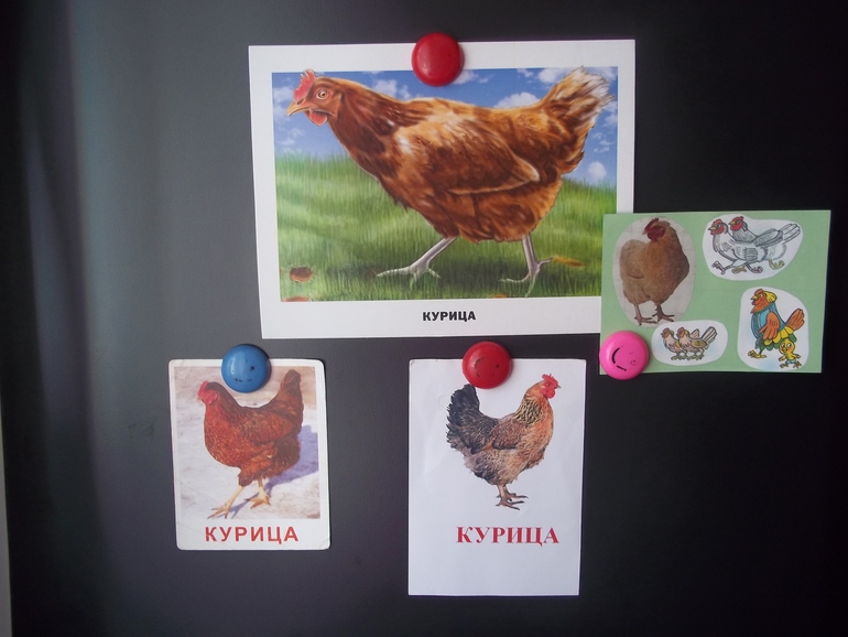 ТН Курица, петух, цыпленок