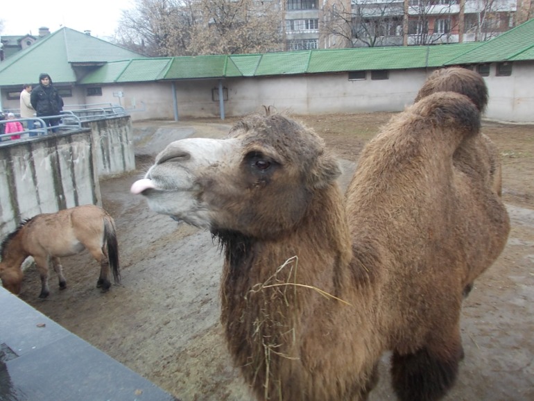 Наш вчерашний день. Зоопарк.