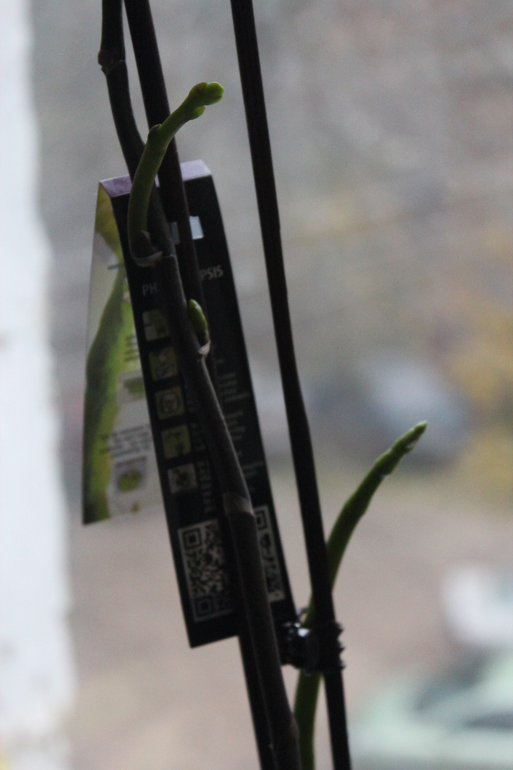 Лезет отовсюду))))