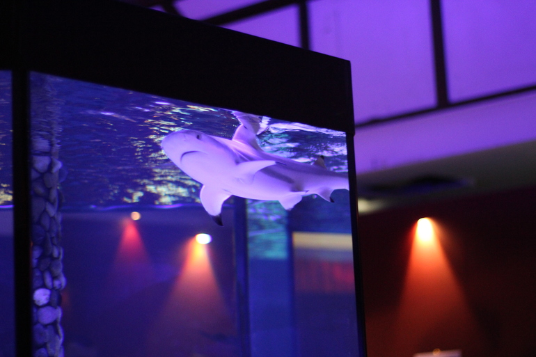 Всеросийский выстовочный центр.