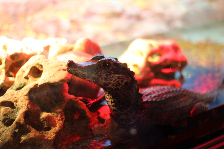 Всеросийский выстовочный центр.