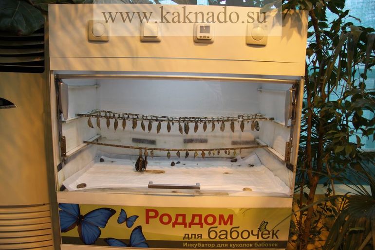 Всеросийский выстовочный центр.