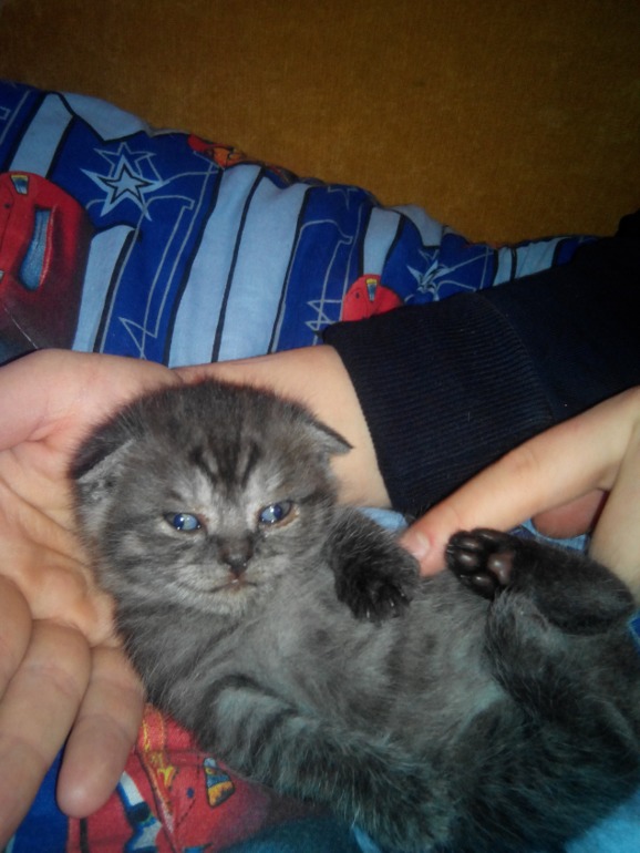 Нам три недельки.Помогите определить какого окраса будут малыши?