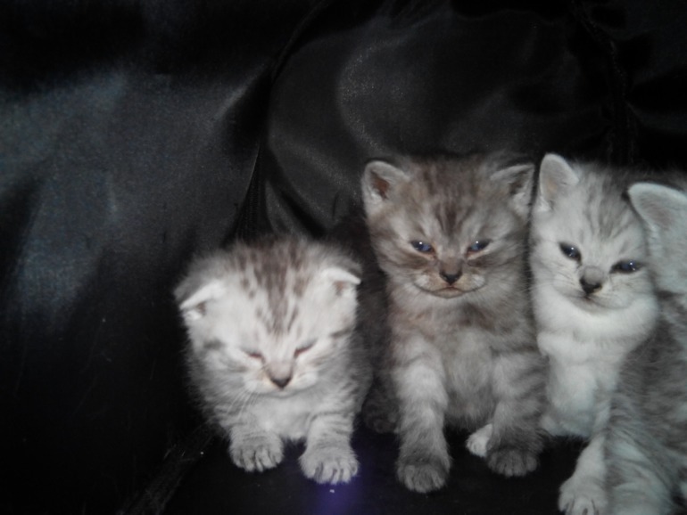 Подскажите ОКРАС и вообще какие они получились.