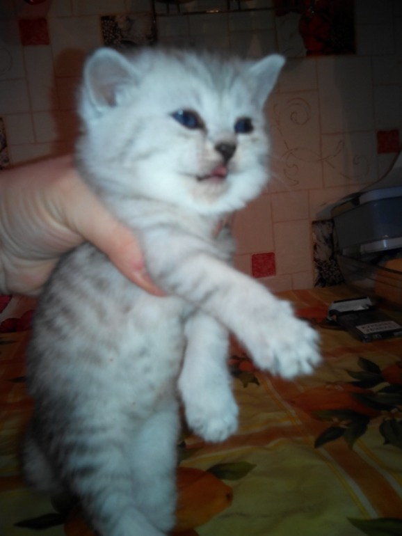 Подскажите ОКРАС и вообще какие они получились.