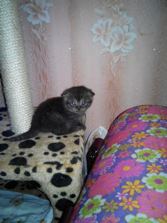 Подскажите ОКРАС и вообще какие они получились.