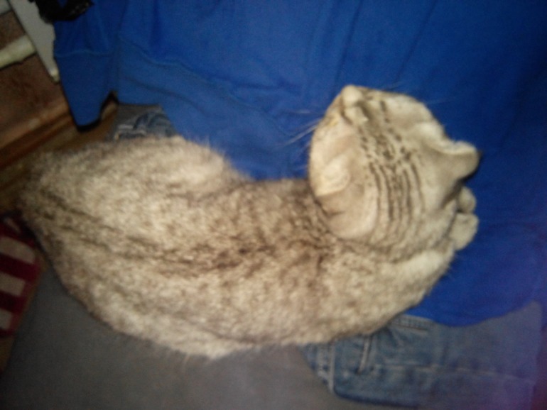 Помогите угадать) Какой породы кошечка))