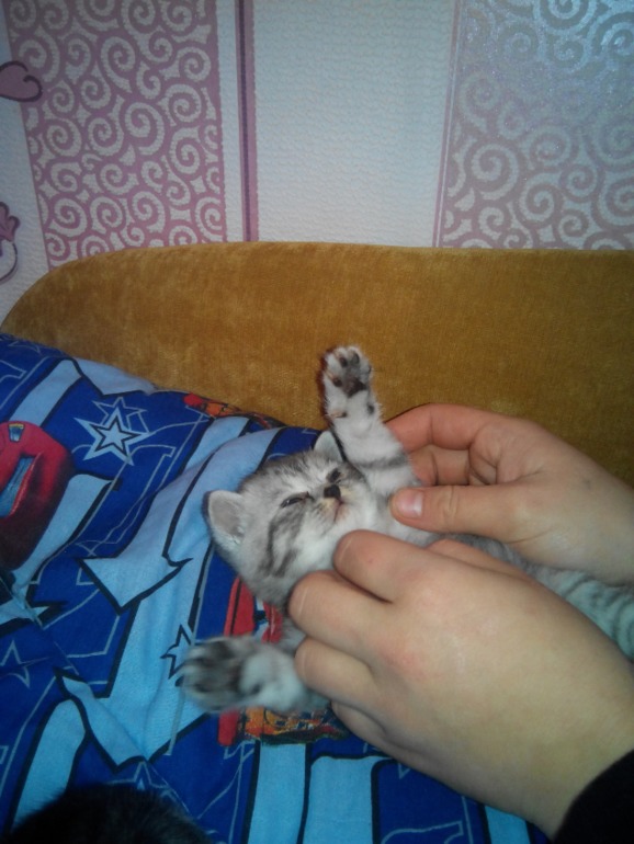 Нам три недельки.Помогите определить какого окраса будут малыши?