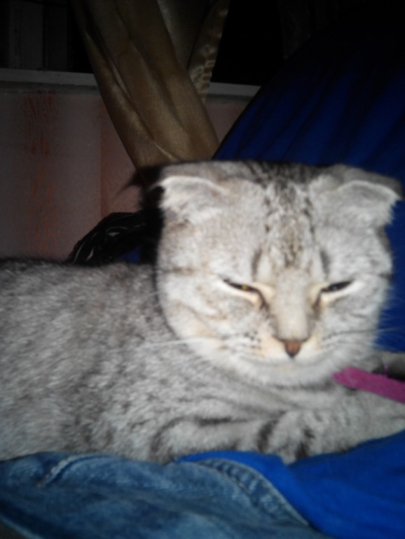 Помогите угадать) Какой породы кошечка))