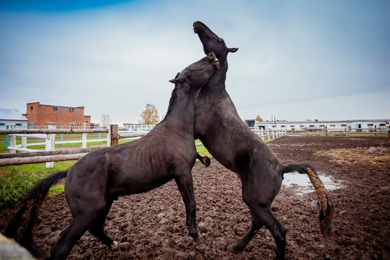Терапия. Советую всем измотанным ожиданием и холодной осенью.