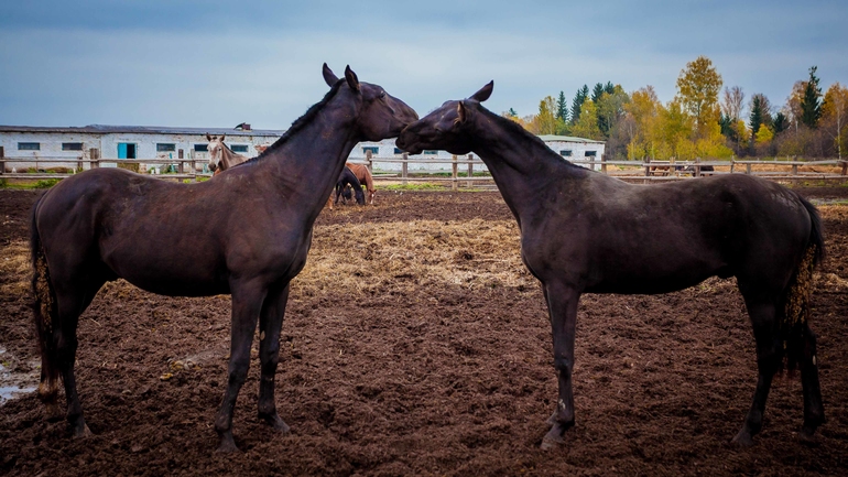 Терапия. Советую всем измотанным ожиданием и холодной осенью.
