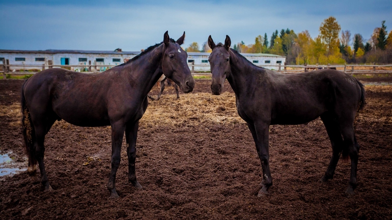 Терапия. Советую всем измотанным ожиданием и холодной осенью.