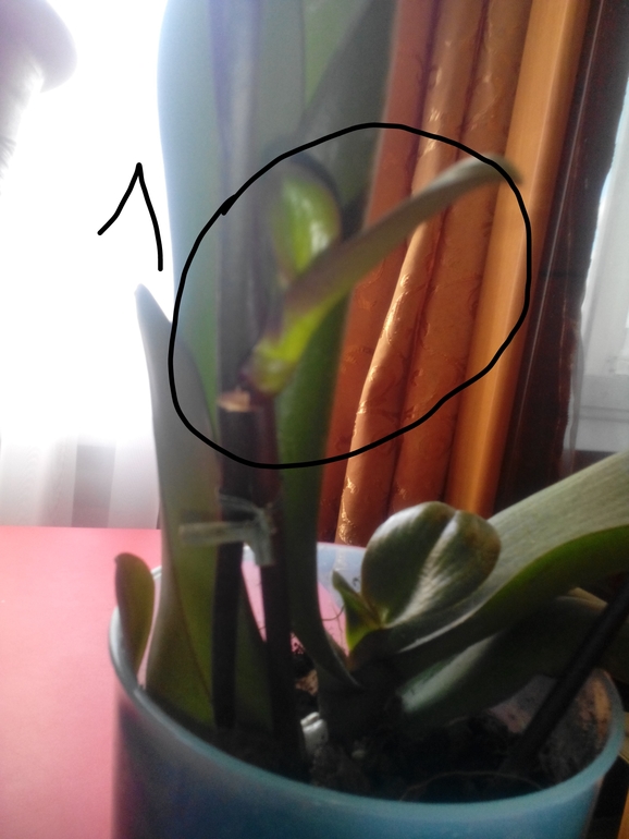 вопросы по орхидее