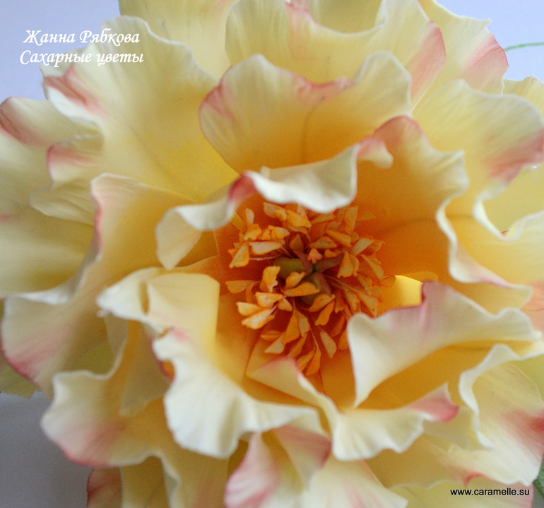 Сахарный пион...