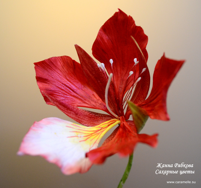 Сахарный Фламбаян...