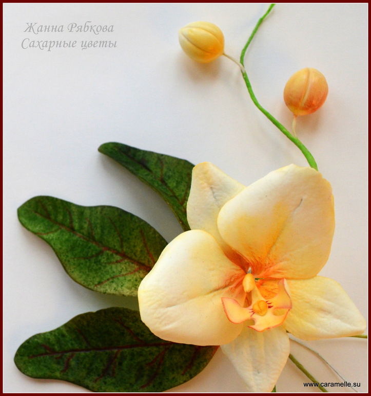 Сахарные листья кротона и орхидея фаленопсис...