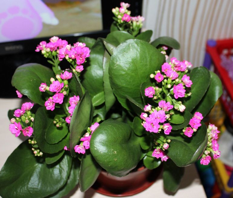 Как называется?