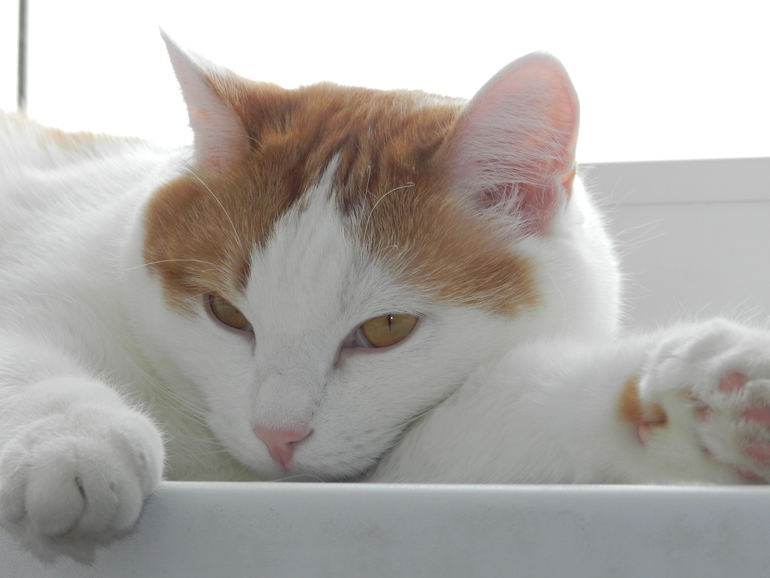 Как правильно подселить котенка к взрослому коту?