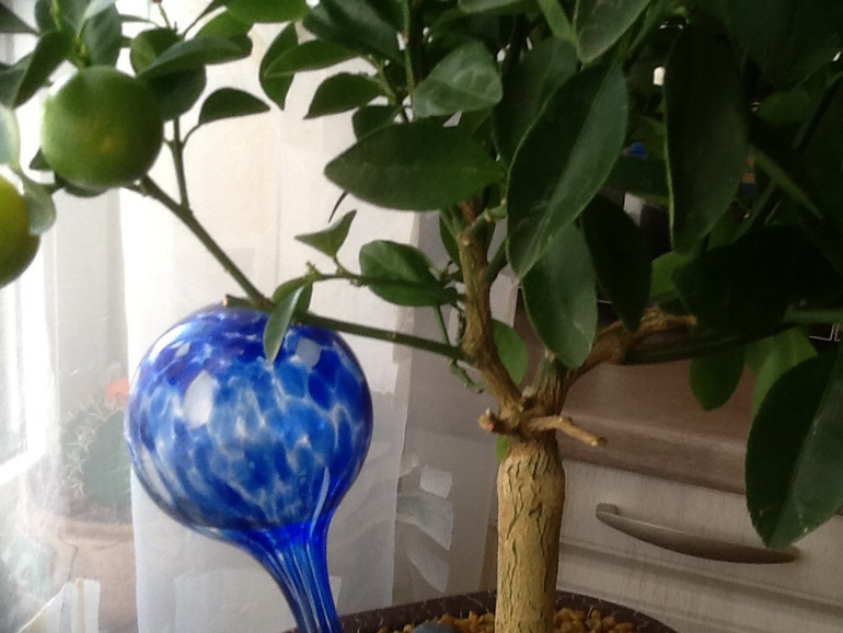 Результат от фитогормона