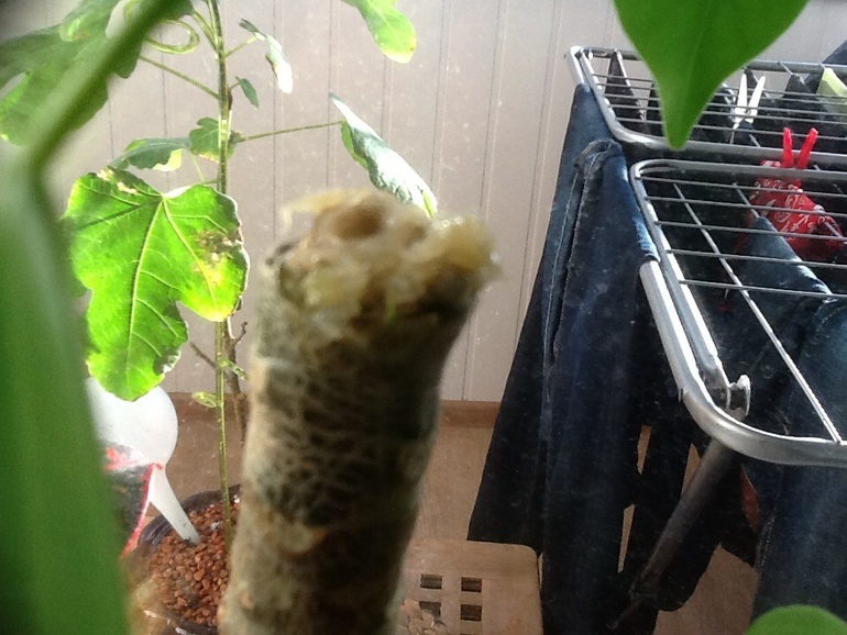 Результат от фитогормона