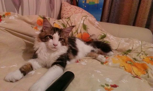 Принимайте в ряды владельцев домашних животных))))