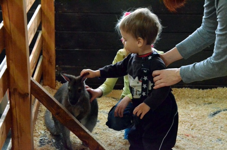 Контактный зоопарк на ВВЦ (много фото)