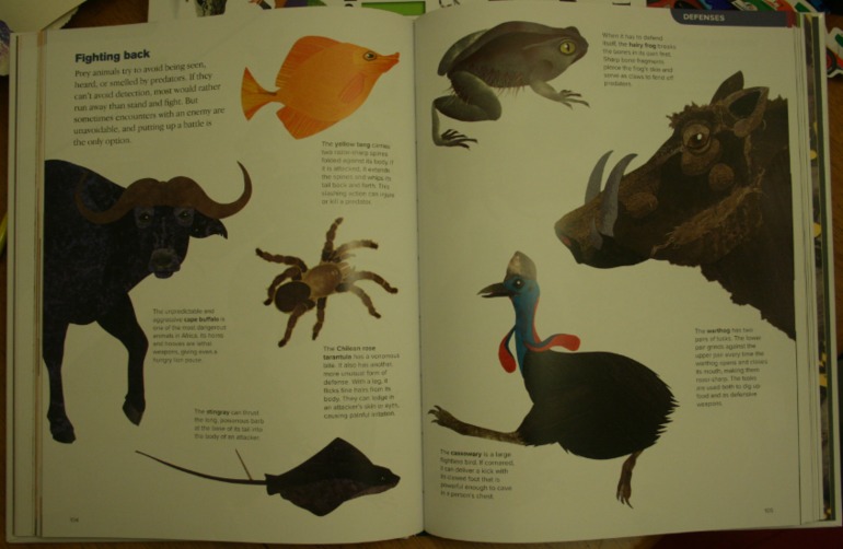 Наше новое увлечение