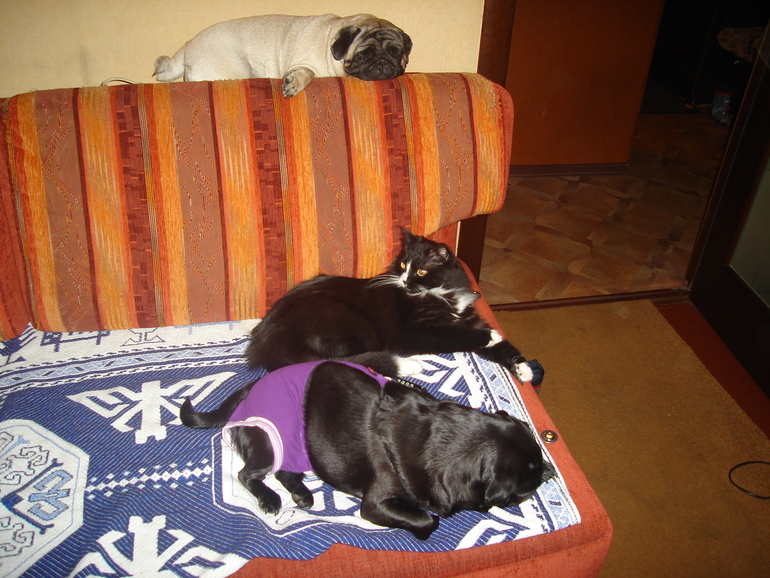 Шайка-лейка моя!