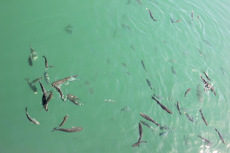 Два дня в Андалуссии. Часть 1. Ярмарка тщеславия.