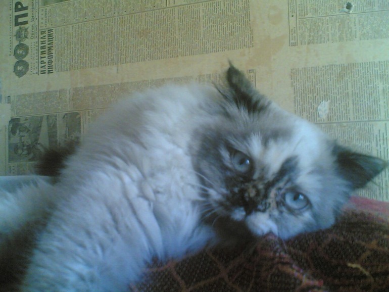 Забрали кису домой