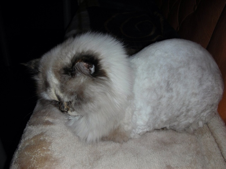 Забрали кису домой