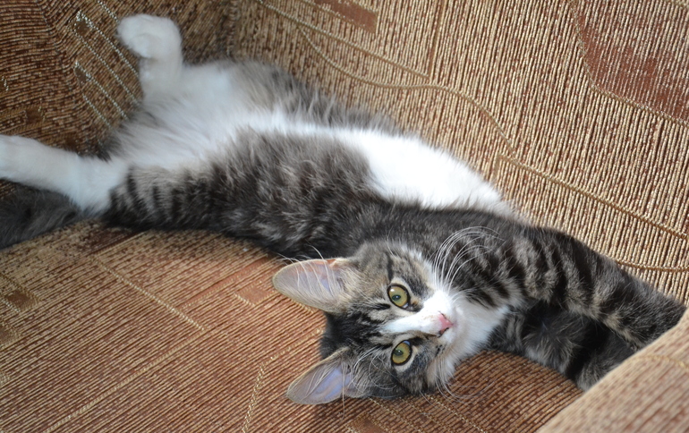 Наш Кузьма или история одного двОрянина