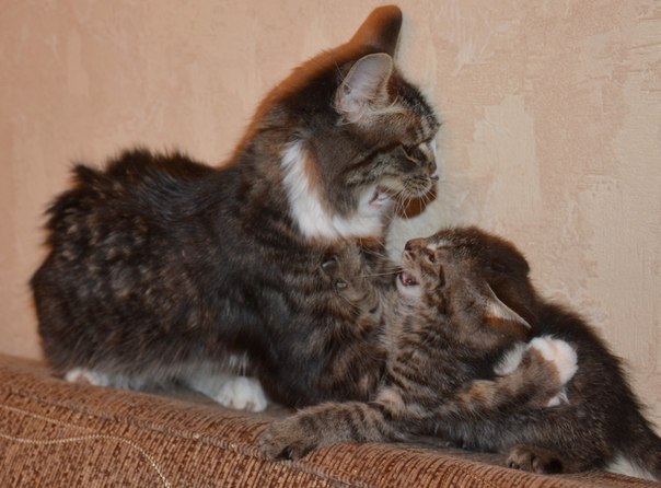 Наш Кузьма или история одного двОрянина