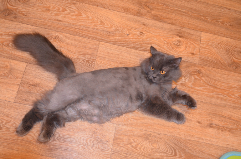 Как кошка Мышка чуть не сдохла после стрижки..