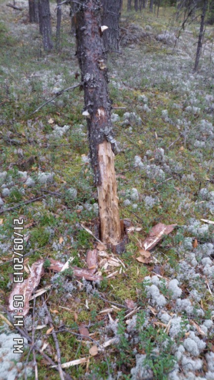 Осенняя поездка в лес