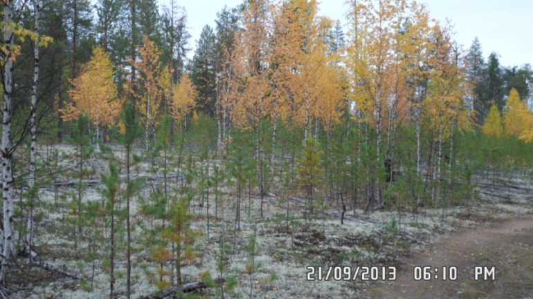 Осенняя поездка в лес