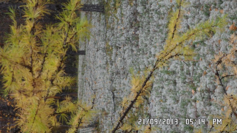 Осенняя поездка в лес