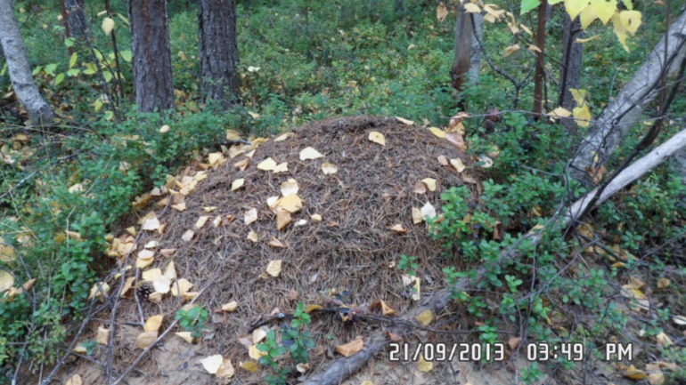 Осенняя поездка в лес