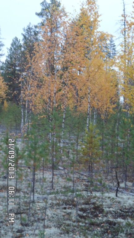 Осенняя поездка в лес