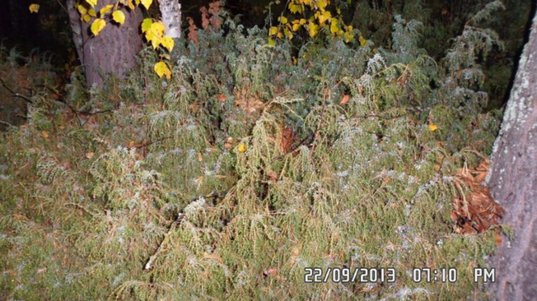 Осенняя поездка в лес