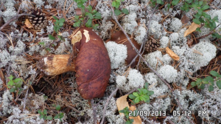 Осенняя поездка в лес