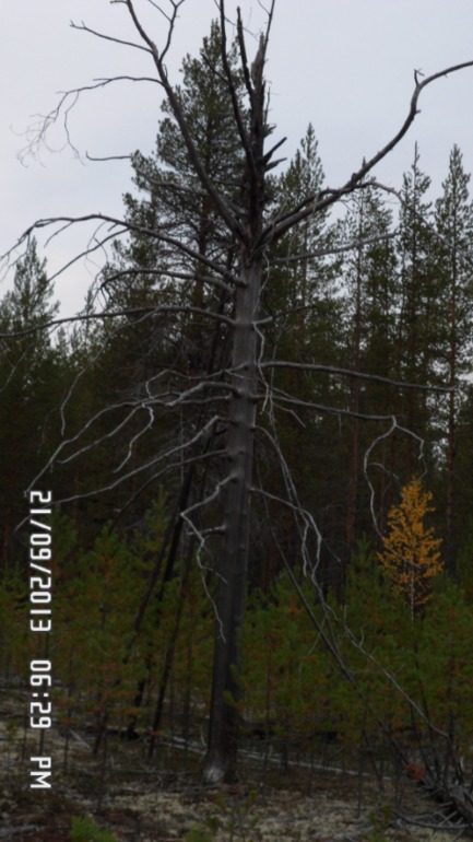 Осенняя поездка в лес