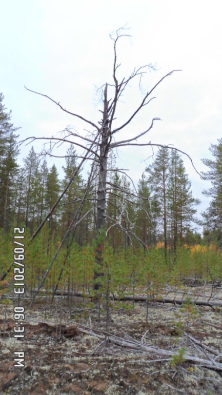 Осенняя поездка в лес