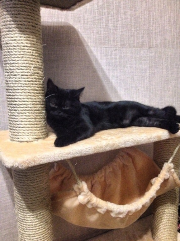 Немножко моей чернопопой козочки))))